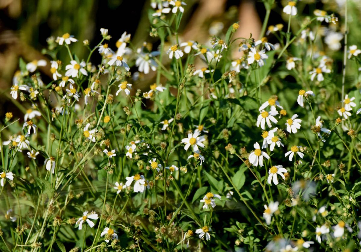 Spanish Needles / Shepherd's Needles